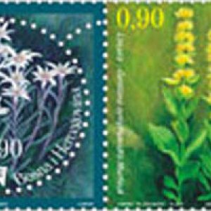 Flora – Leontopodium And Gentiana