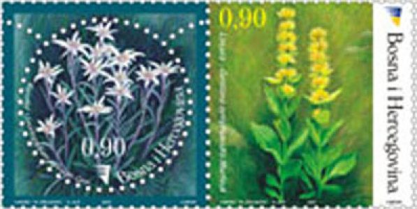 FLORA – Endemične vrste – Runolist i Lincura