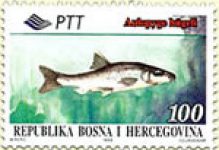 FAUNA – Endemi BiH, Oštrulj