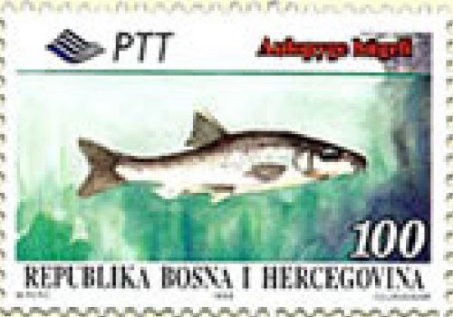 FAUNA – Endemi BiH, Oštrulj