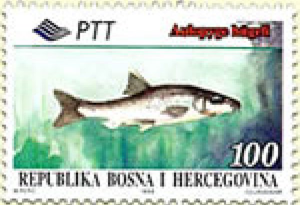 FAUNA – Endemi BiH, Oštrulj