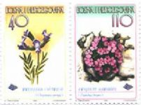 FLORA – Prenjska Oštrica I Frajnov Karanfil