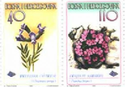 FLORA – Prenjska Oštrica I Frajnov Karanfil