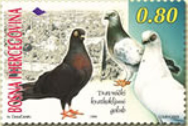 FAUNA – Travnički kratkokljuni golub
