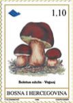 FLORA – Gljive Podneblja BiH – Vrganj