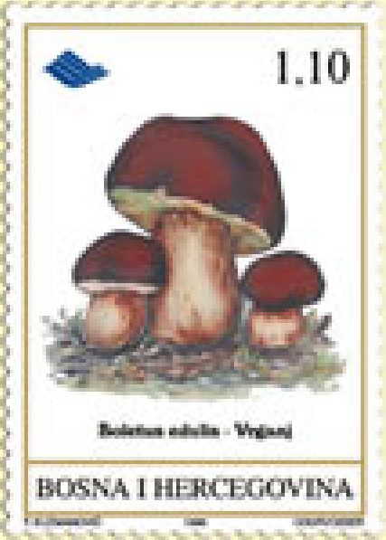 FLORA – Gljive podneblja BiH – Vrganj