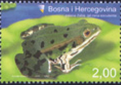 FAUNA – Zelena žaba