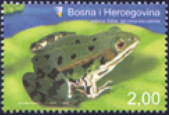 FAUNA – Zelena žaba