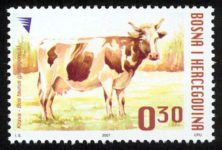 DOMAĆE ŽIVOTINJE – Krava (redovna Marka)
