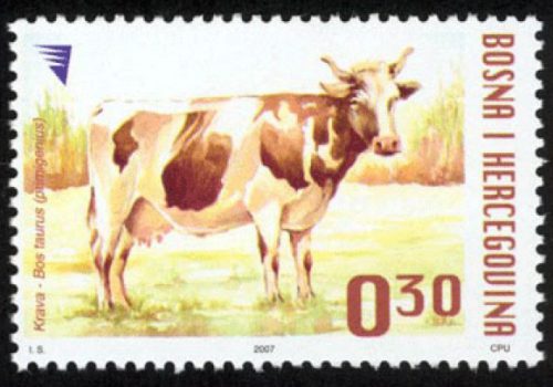 DOMAĆE ŽIVOTINJE – Krava (redovna Marka)