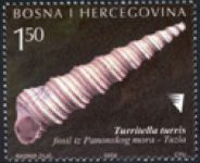 ARHEOLOGIJA: Fosili – školjka Iz Tuzle