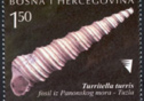 ARHEOLOGIJA: Fosili – školjka Iz Tuzle