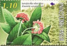 FLORA – Sarajevska Udovičica