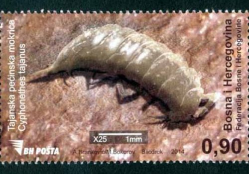 Fauna – Tajanska Pećinska Mokrica