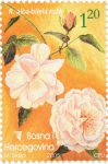 FLORA: Familija Ruža – Bijela Ruža