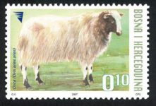 DOMAĆE ŽIVOTINJE – Ovca (redovna Marka)