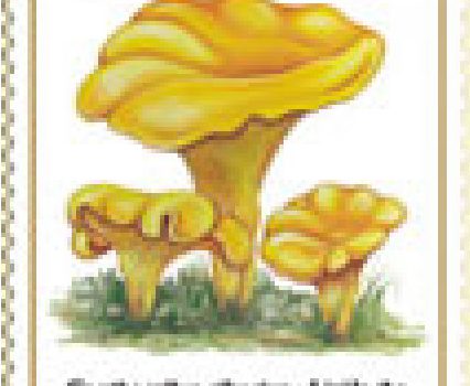 FLORA – Gljive Podneblja BiH – Lisičarka
