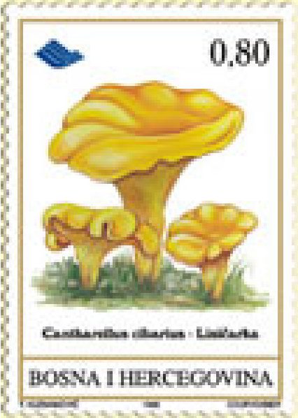 FLORA – Gljive podneblja BiH – Lisičarka