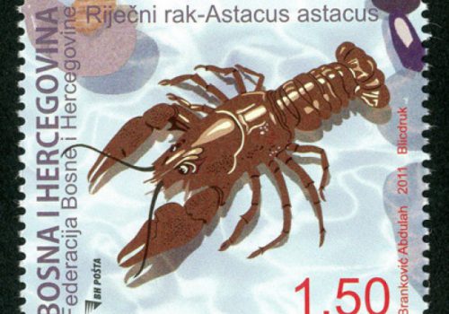 FAUNA – Riječni Rak