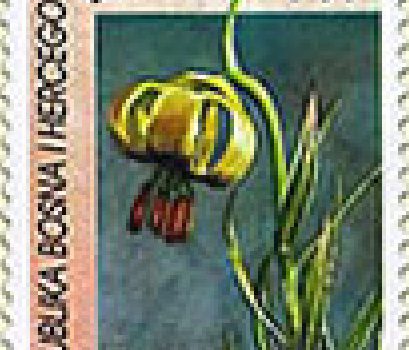 FLORA – Endemi BiH, Bosanski Ljiljan