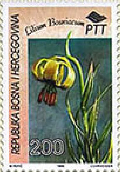 FLORA – Endemi BiH, Bosanski ljiljan