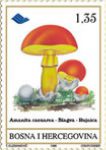 FLORA – Gljive Podneblja BiH – Rujnica