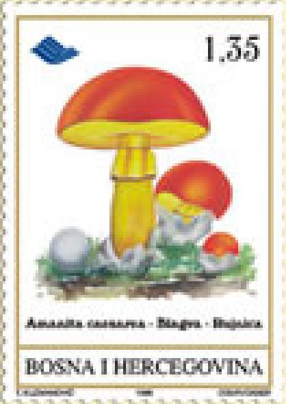 FLORA – Gljive podneblja BiH – Rujnica