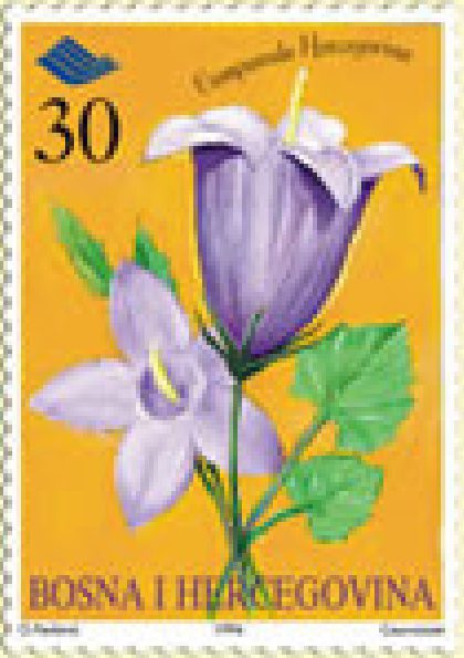 FLORA – Endemi BiH, Hercegovački zvončić