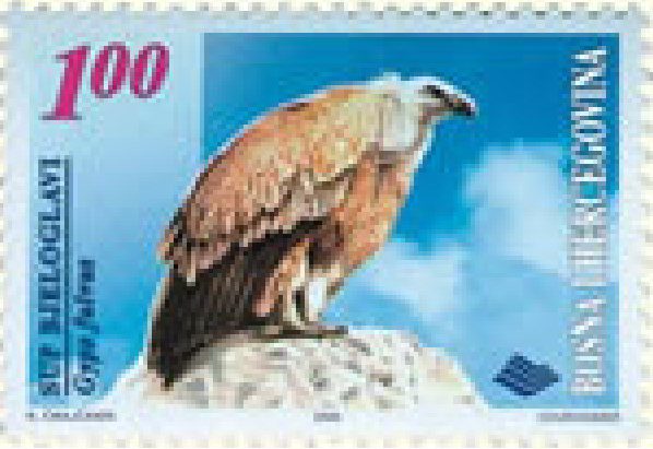 FAUNA – Ptice, Sup bjeloglavi