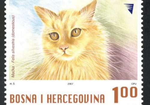 DOMAĆE ŽIVOTINJE – Mačka (redovna Marka)