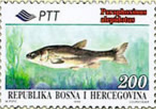 FAUNA – Endemi BiH, Pijurica