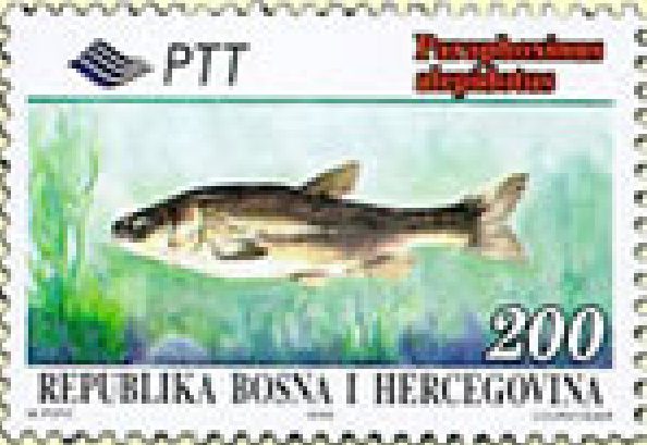 FAUNA – Endemi BiH, Pijurica