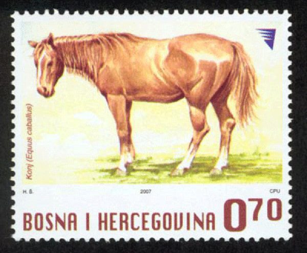 DOMAĆE ŽIVOTINJE – Konj (redovna marka)