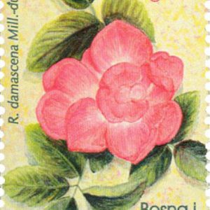 Flora 05 Roses