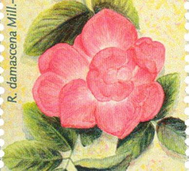 Flora 05 Roses