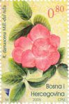 FLORA: Familija Ruža – Đul Ruža