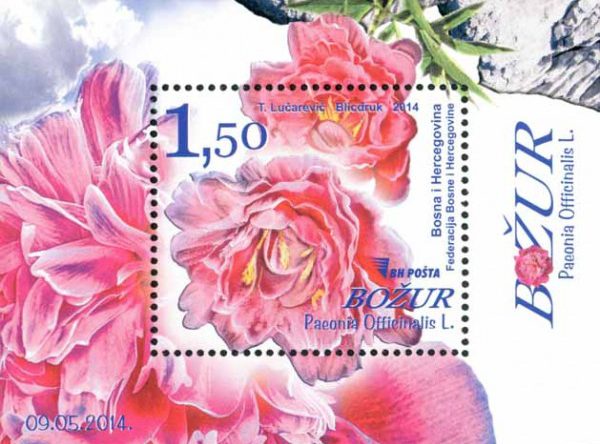 Božur (Paeonia officinalis L)