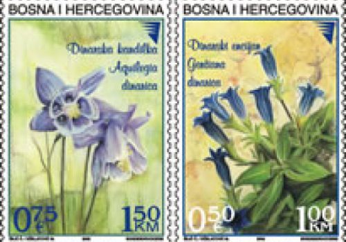 FLORA – Dinarska Kandilka I Dinarski Encijan