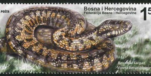 Fauna – Zmije, Bosanski šargan