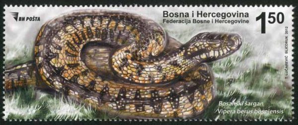Fauna – Zmije, Bosanski šargan