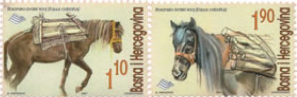 FAUNA – Bosansko – brdski konj