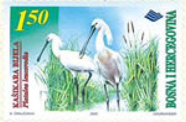 FAUNA – Ptice, Kašikara bijela