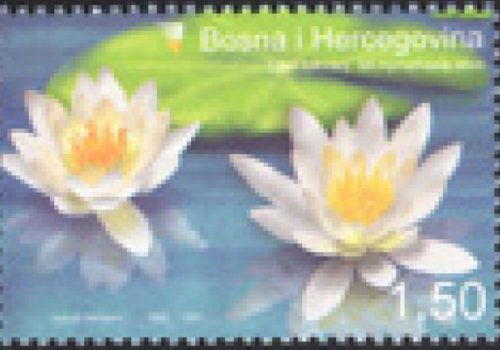 FLORA – Bijeli Lokvanj