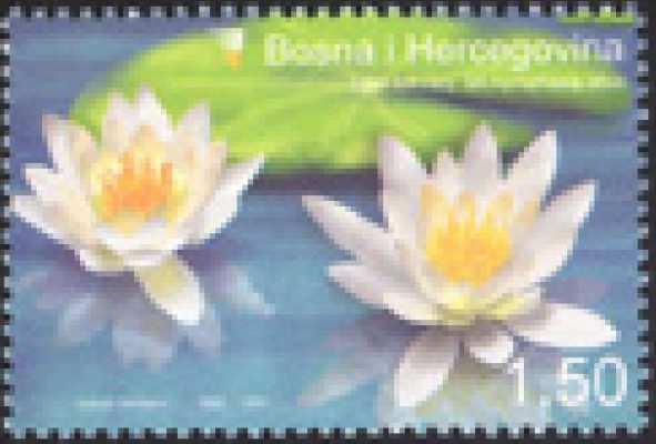 FLORA – Bijeli lokvanj