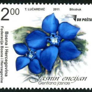 FLORA – Jasna’s Gentian