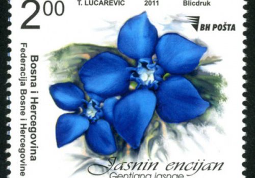 FLORA – Jasna’s Gentian