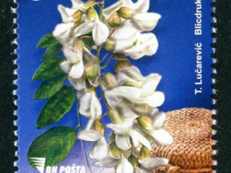 Medonosne Biljke – Bagrem