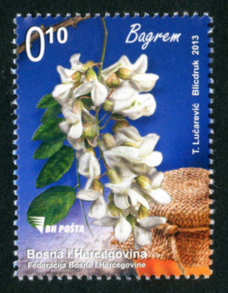 Medonosne biljke – Bagrem