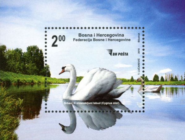 FAUNA – Grbavi ili crvenokljuni lubud