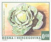 REDOVNA MARKA: Povrće – Kupus